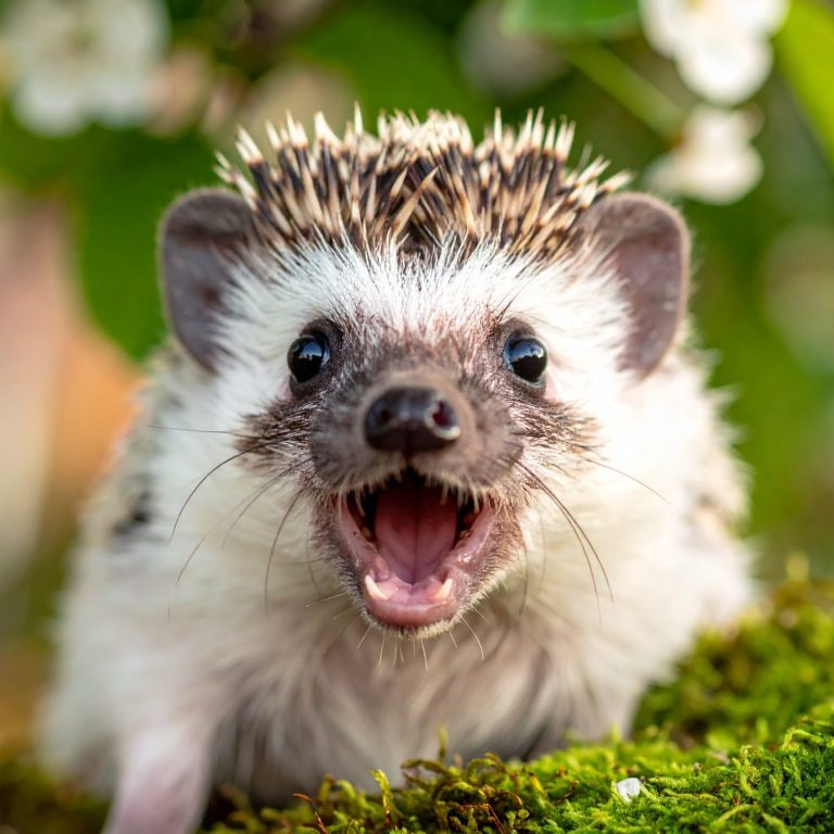 Wow! Da staunt sogar der Igel über deine selbstgebauten Gartenmöbel Wow! Da staunt sogar der Igel über deine selbstgebauten Gartenmöbel